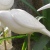 Carved Tui