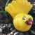 Fantail Yellow