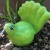 Fantail Lime
