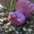 Fantail Purple
